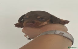 Miniature Dachshund dogs for sale: Smooth haired Miniature Dachshund - Image 8