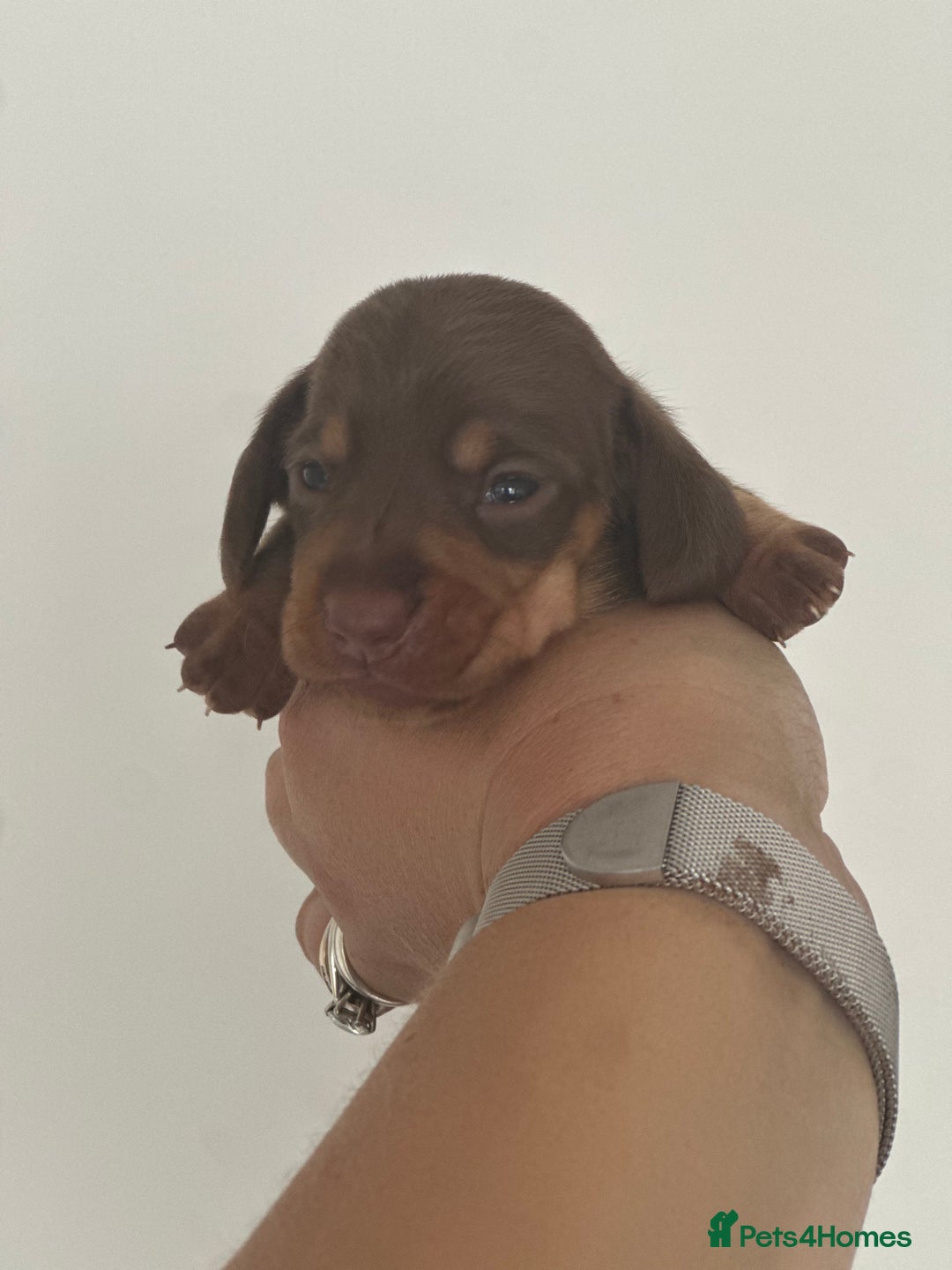Miniature Dachshund dogs for sale: Smooth haired Miniature Dachshund - Image 8