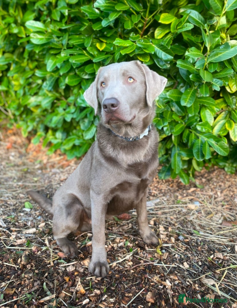 Labrador Retriever dogs Silver Labrador Stud  in Peterborough - Advert 8