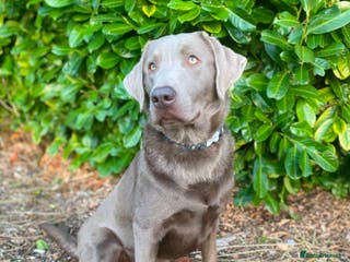 Labrador Retriever dogs Silver Labrador Stud in Peterborough - Advert 14