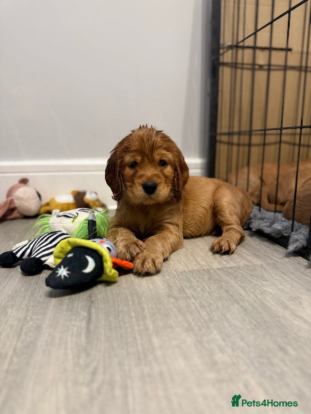 Cocker Spaniel dogs for sale: Show Type Cocker Spaniels - Image 11