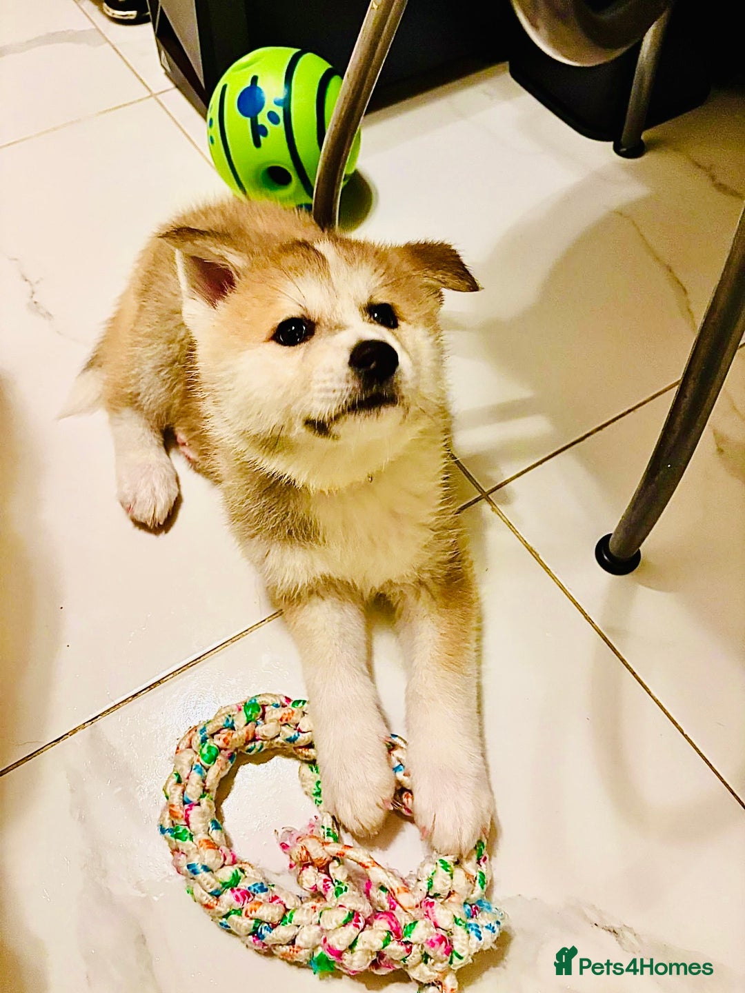 Japanese Akita Inu dogs for sale: Mama & Puppies for good homes 💜 - Advert 5