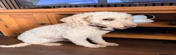 Miniature Poodle dogs for sale: 8yr Old Male KC registered miniature poodle in Stoke-on-Trent - Advert 2