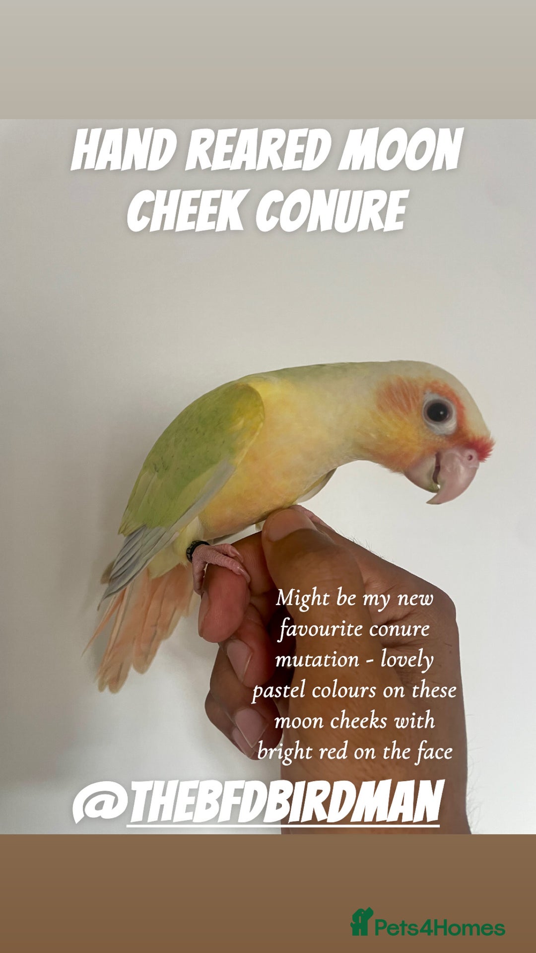 Conures birds for sale: 100% SILLY TAME HAND REARED CONURES - Image 5