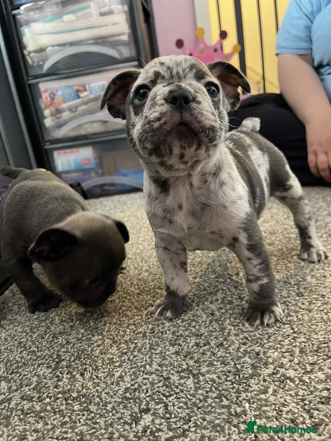 French Bulldog dogs for sale: Charming selection of French Bulldog puppies - Image 3