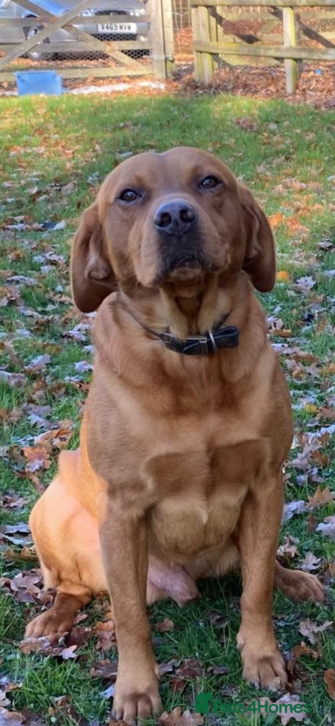 Labrador Retriever dogs for sale: Fox red / yellow KC registered labrador pups - Advert 7