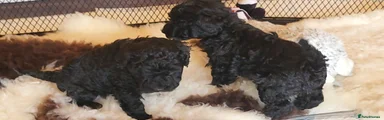 Yorkiepoo Puppy 4
