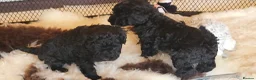 Yorkiepoo dogs for sale: Yorkiepoos Stunning litter from Licensed Breeder  - Advert 2