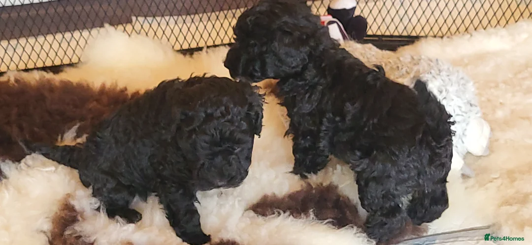 Yorkiepoo dogs for sale: Yorkiepoos Stunning litter from Licensed Breeder  - Advert 2