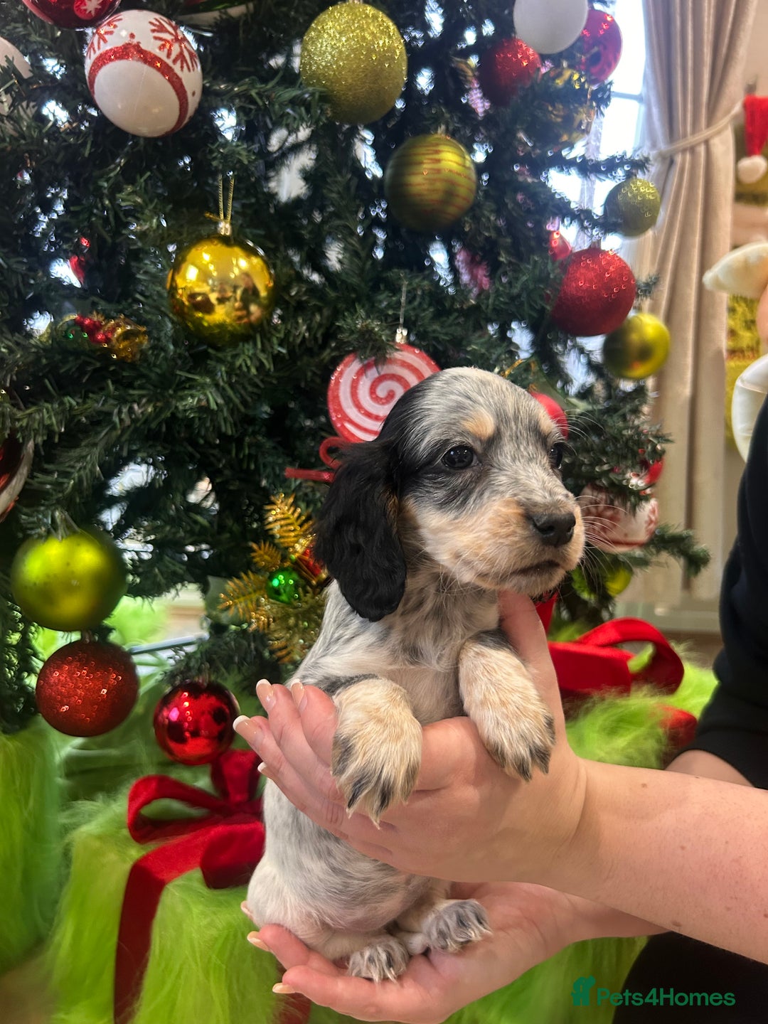 Cocker Spaniel dogs for sale: Cocker spaniel puppies  - Advert 7