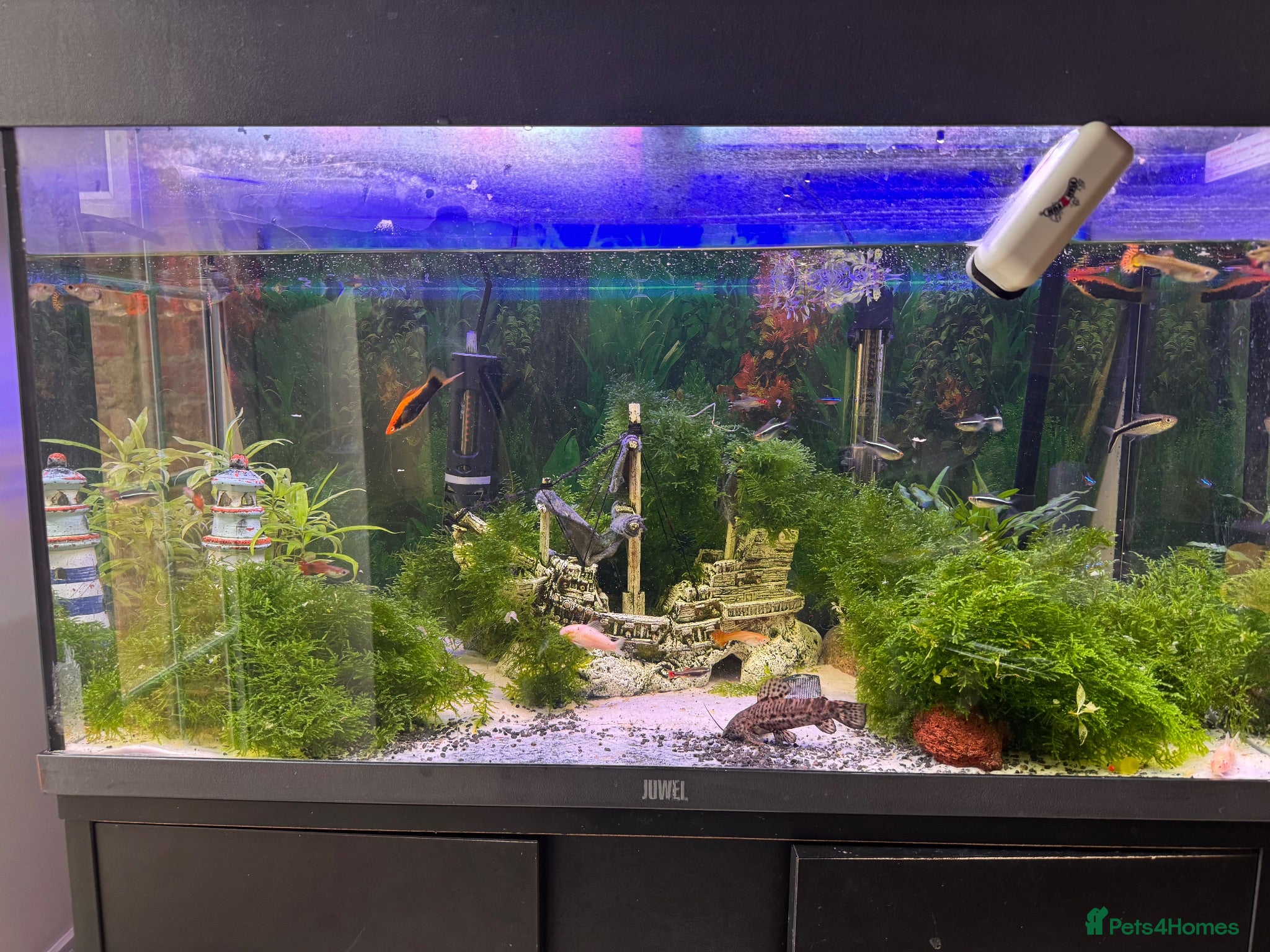 Cichlids fish Tank for sale - Advert 1