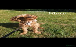 Cockapoo dogs for sale: Gorgeous Red Cockapoo Girl Puppy For Sale  - Image 8