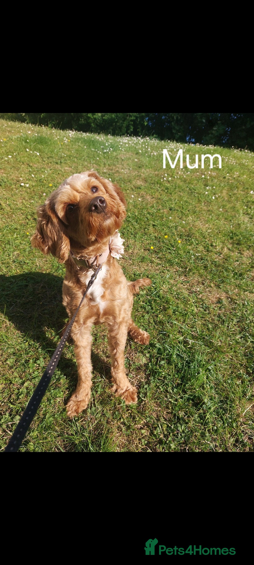 Cockapoo dogs for sale: Gorgeous Red Cockapoo Girl Puppy For Sale  - Image 8