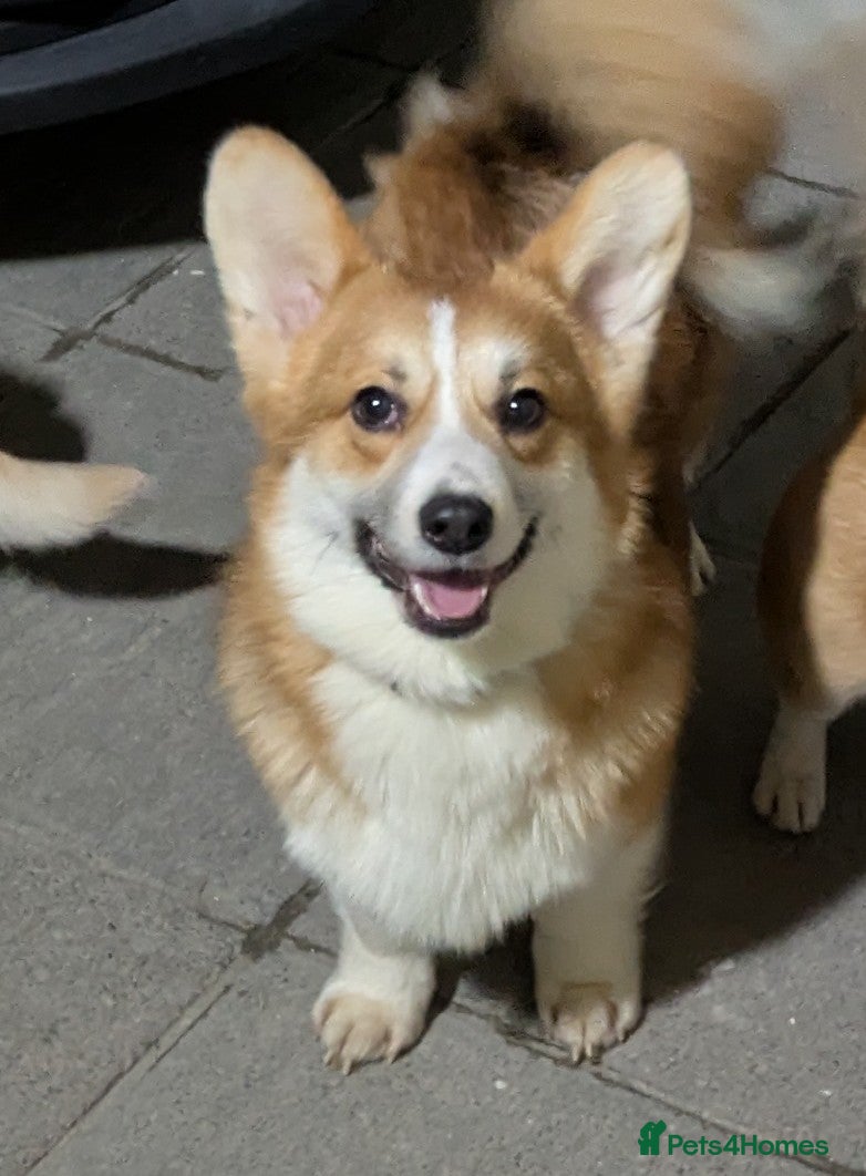 Welsh Corgi Pembroke dogs Stunning corgi boy DM,EIC AND VWD CLEAR - Advert 1