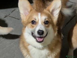 Welsh Corgi Pembroke dogs Stunning corgi boy DM,EIC AND VWD CLEAR - Advert 2