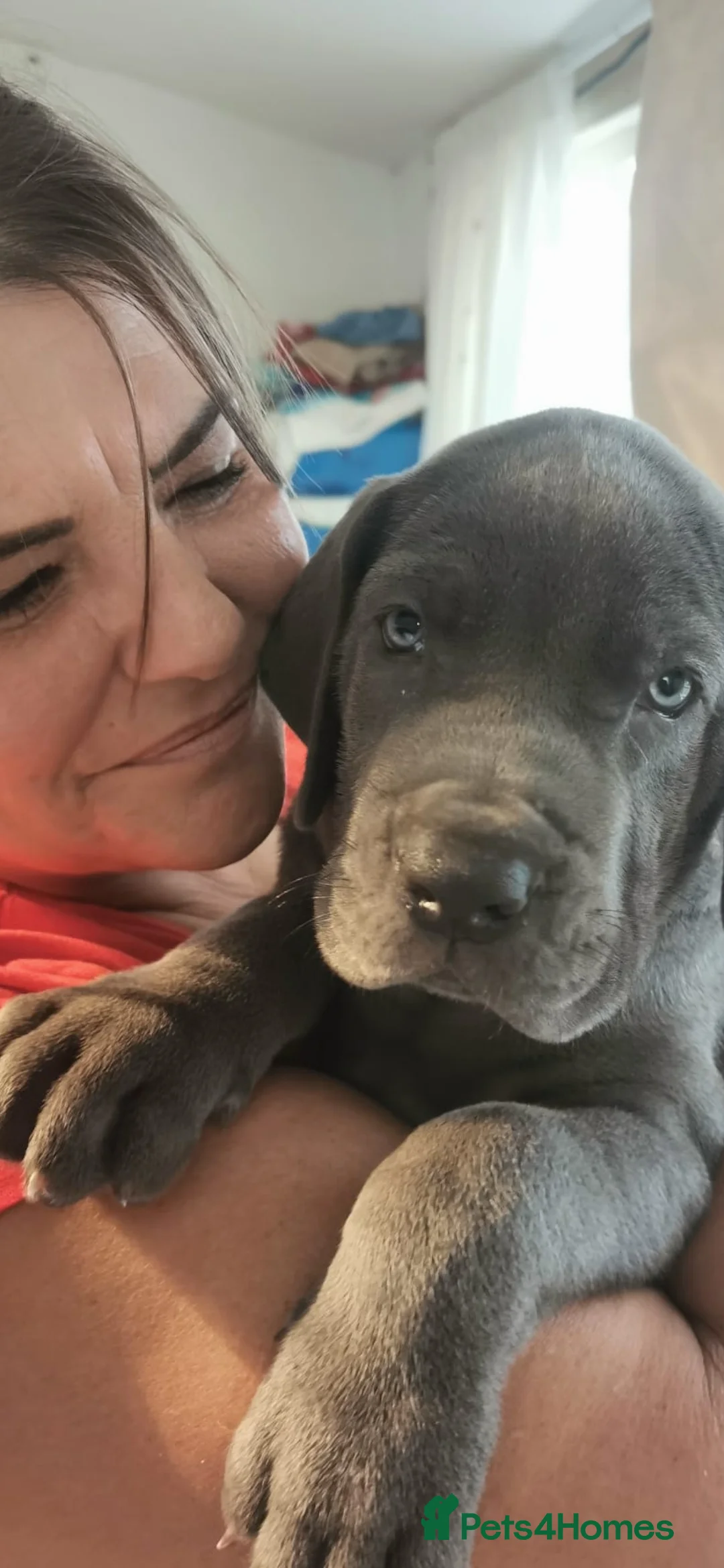 Great Dane dogs for stud: fully health tested proven outstanding solid blue in Thetford - Advert 27