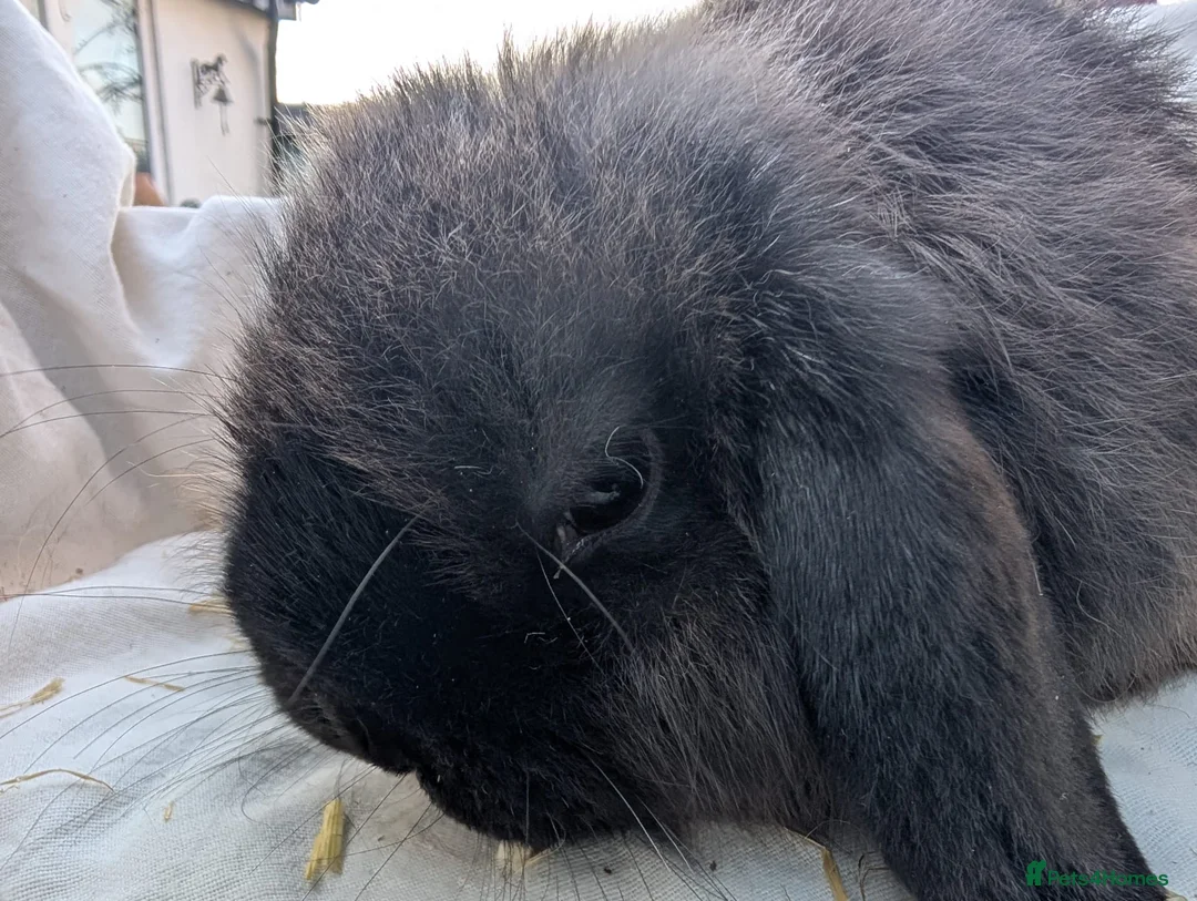 Mixed Breed rabbits for sale: Rabbits - Advert 2