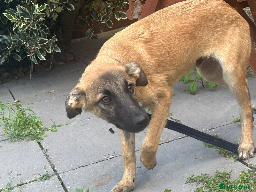 Mixed Breed dogs for adoption: Dorito - Norwich Norfolk  - Image 2