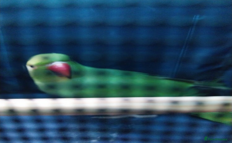 Ringnecks birds - Advert 1