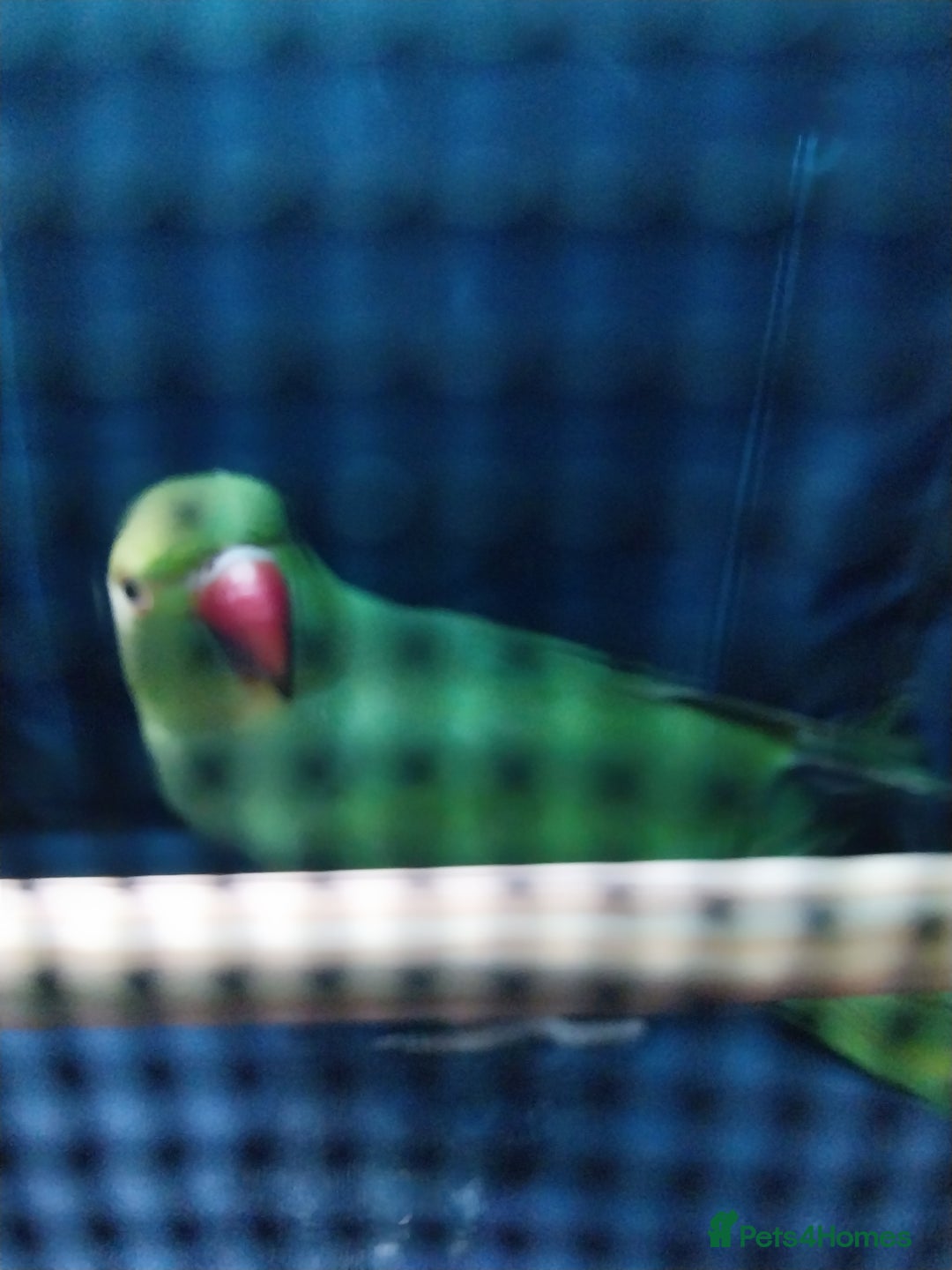 Ringnecks birds for sale: Peach she's a lovely ringneck - Image 1