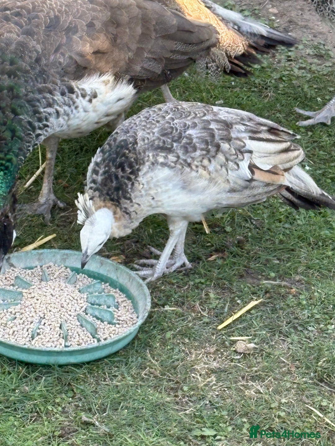 Peafowl poultry for sale: Mixed colours peacock/peahens - Image 2