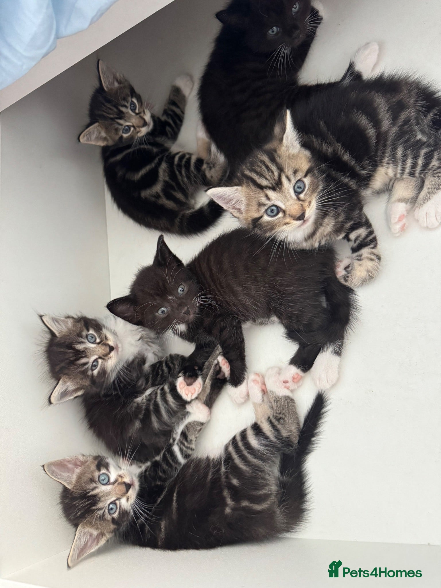 British Shorthair cats 2 girls 2 boys ready for rehoming - Advert 1