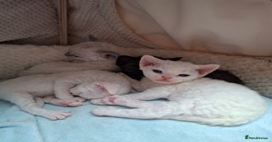 Devon Rex cats - Advert 8