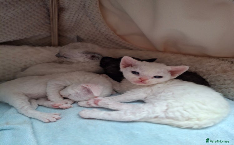 Devon Rex cats - Advert 1