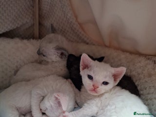 Devon Rex cats - Advert 1