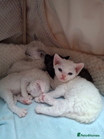 Devon Rex cats - Advert 1
