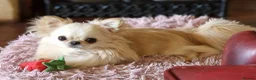 Chihuahua dogs for stud: Amazing Tiny Cream Longcoat Chihuahua FOR STUD  - Advert 2