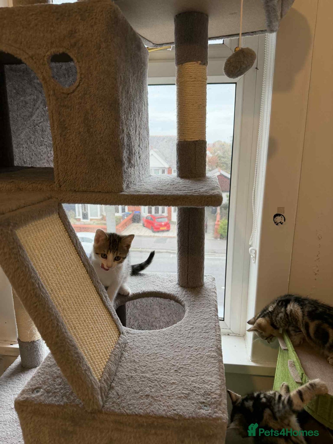 Mixed Breed cats for sale: Adorable Kittens Looking for Forever Homes! 🐱💕 - Image 16