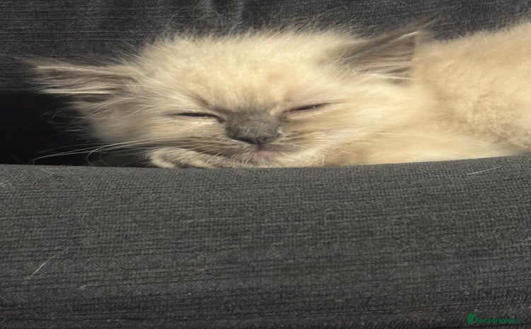 Ragdoll cats - Advert 6