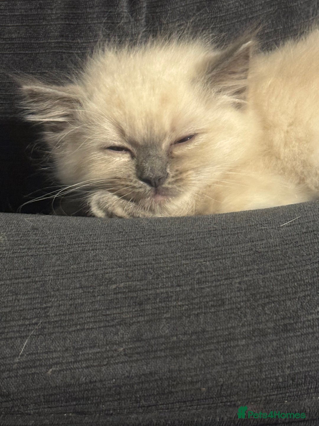 Ragdoll cats for sale: Ragdoll kittens blue mitted  - Image 3