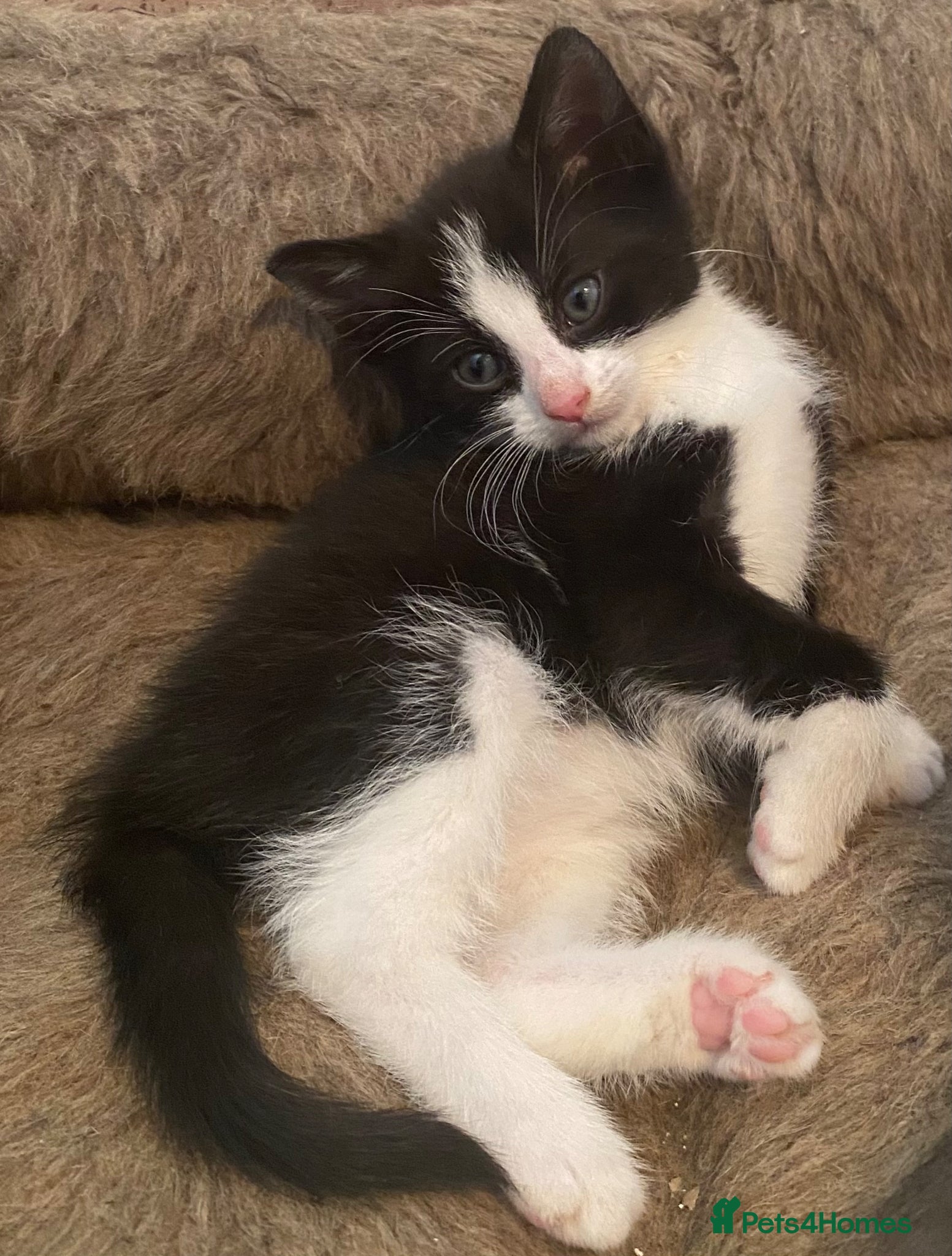 Mixed Breed cats Stunning part Siamese kittens ready - Advert 1