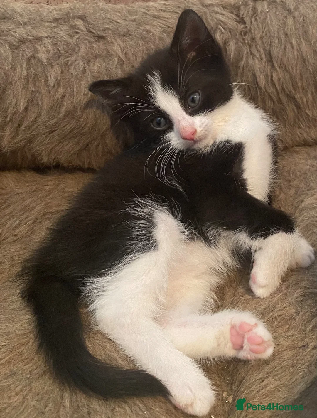 Mixed Breed cats for sale: Stunning part Siamese kittens ready - Advert 1