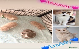 British Shorthair cats for sale: Beautiful , soft teddy bears 🩷🩷💙 - Image 2