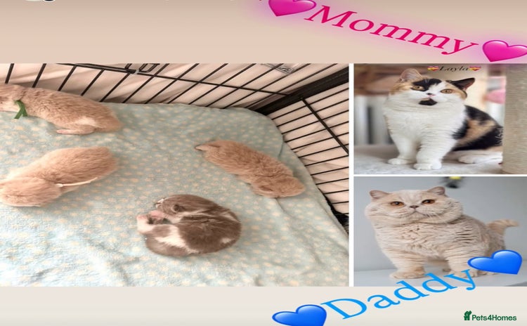 British Shorthair cats - Advert 8