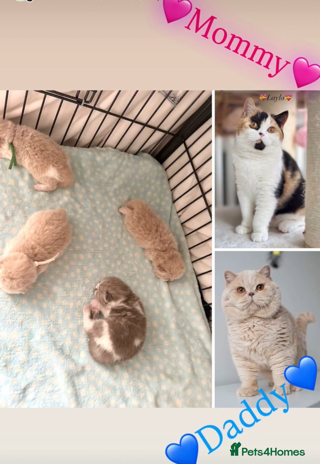 British Shorthair cats for sale: Beautiful , soft teddy bears 🩷🩷💙 - Image 2