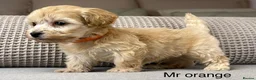 Maltipoo dogs for sale: BEAUTIFUL MALTIPOOS FROM DNA TESTED CLEAR PARENTS  - Advert 20