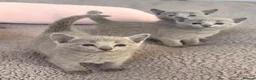 Russian Blue cats for sale: TICA registered pedigree russian blue kittens - Advert 12