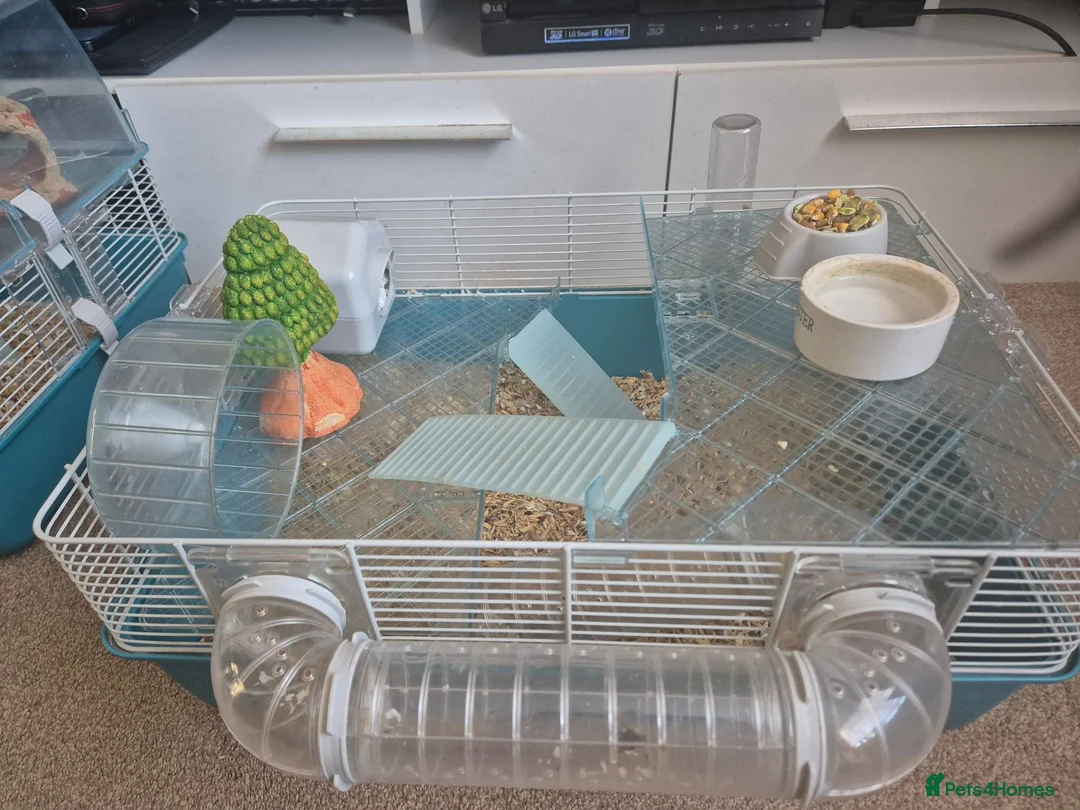 Hamster rodents for sale: Hamster in Spalding - Advert 2