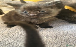 Domestic Shorthair cats for sale: Kittens for rehoming available on the 12th Dec - Advert 5