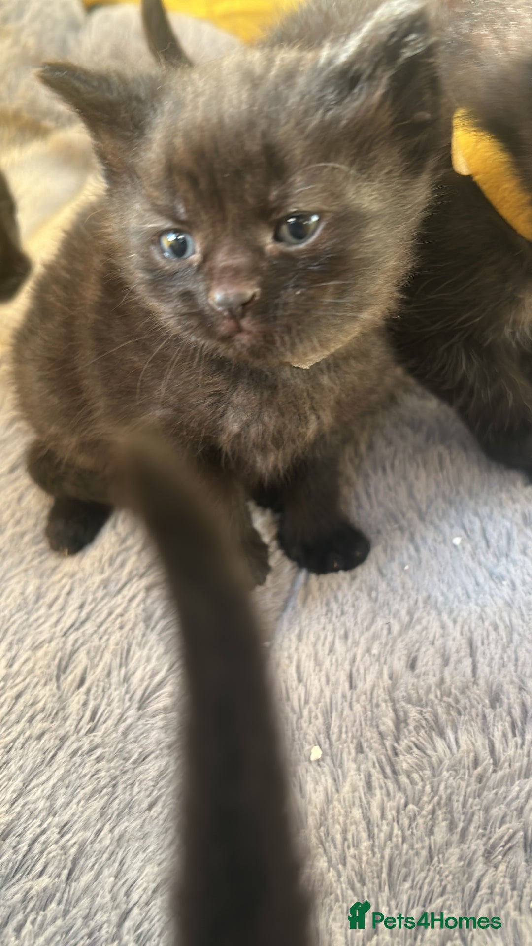 Domestic Shorthair cats for sale: Kittens for rehoming available on the 12th Dec - Advert 5