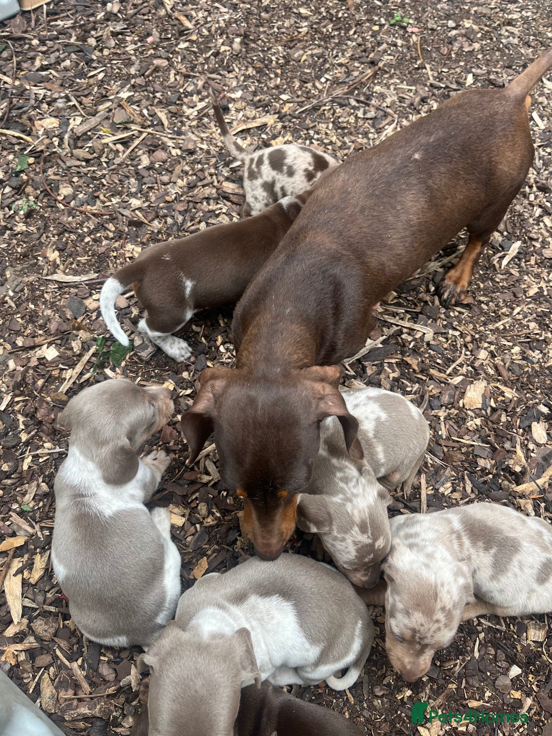 Miniature Dachshund dogs for sale: READY NOW Miniature Daschund Pups Dapples Piebalds - Image 15
