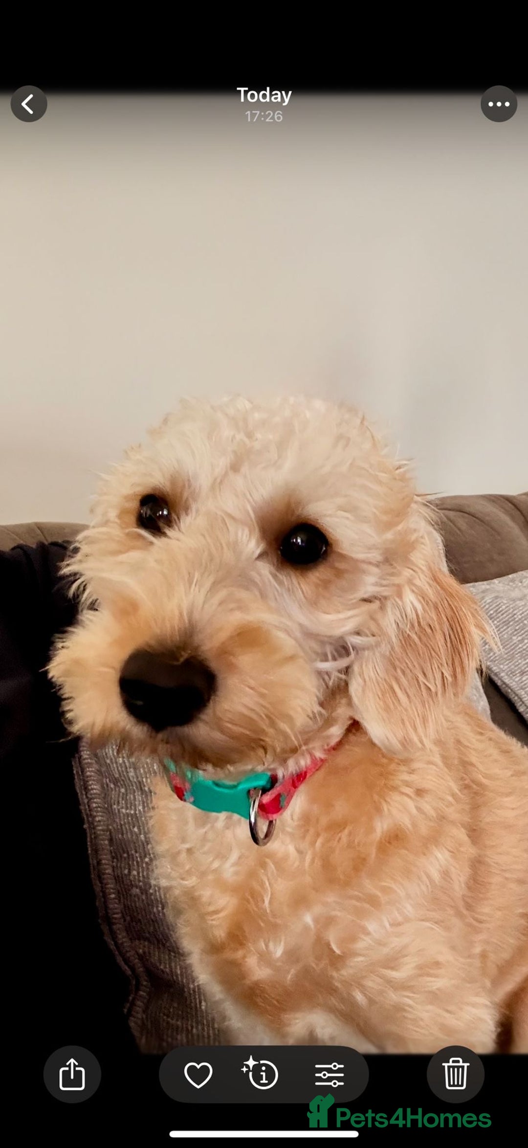Labradoodle dogs for sale: F1b miniature labradoodle  - Image 1