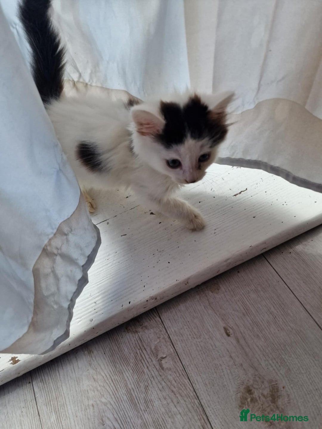 British Shorthair cats for sale: For sale - Image 4