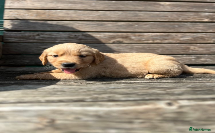 Golden Retriever dogs - Advert 4