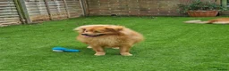 Pomeranian dogs for sale: 2 puppy boy - Advert 4