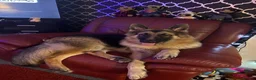 German Longhaired Pointer dogs for sale: Long haired German shepherd  in Leeds - Advert 6